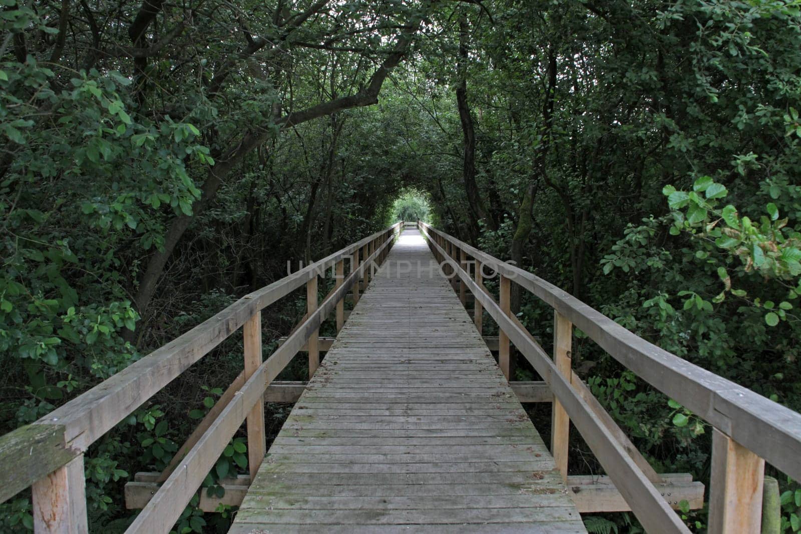 Bohlenweg druchs Moor