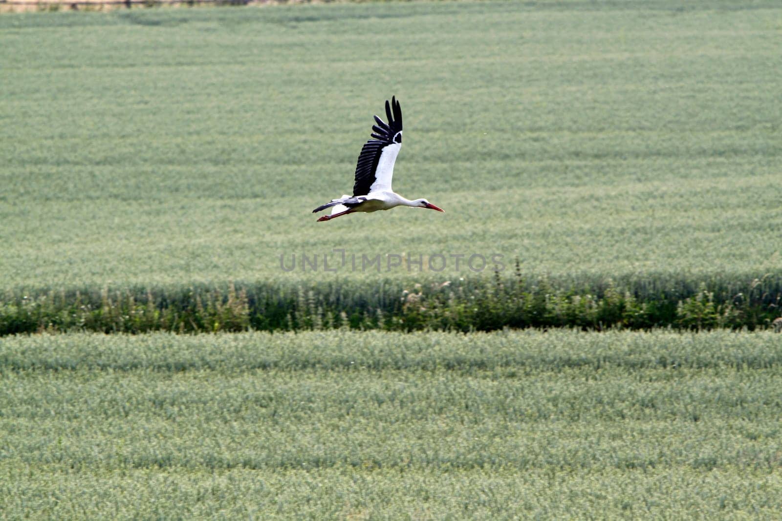 Flying stork over fields
