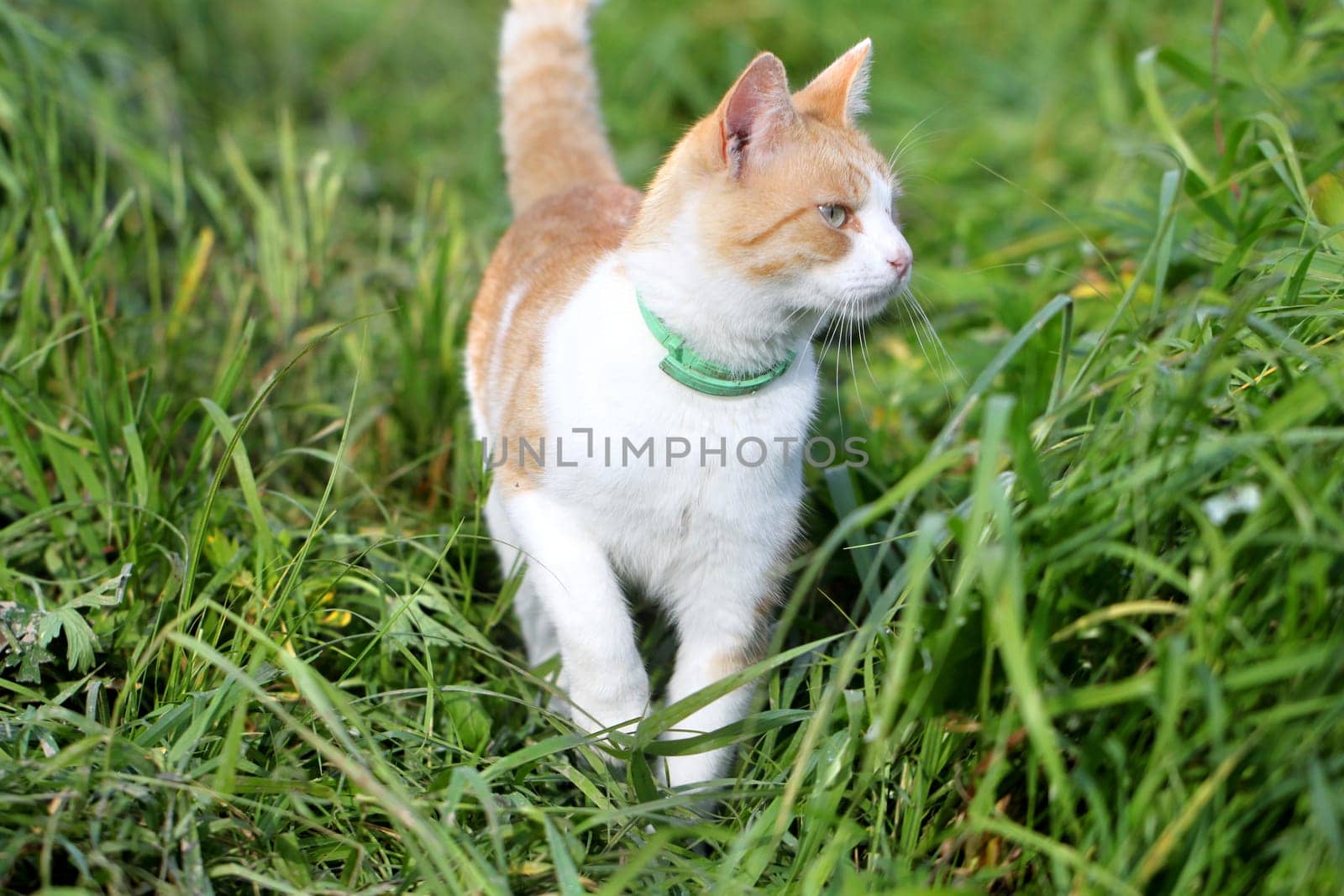 Cat standing in green grass