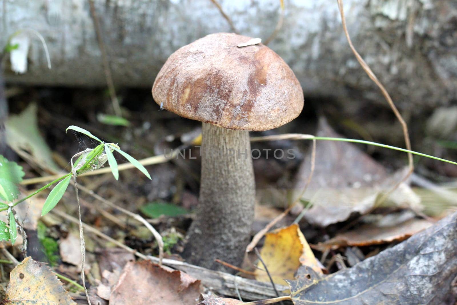 boletus mushroom in the forest