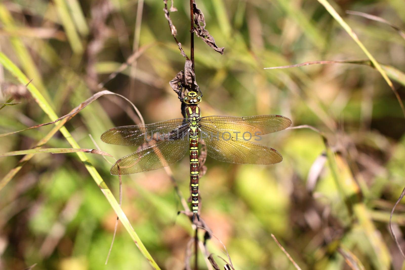 Dragonfly on a blade of grass