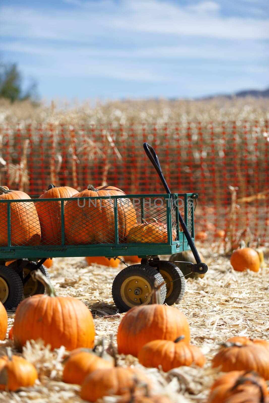 pumpkin patch