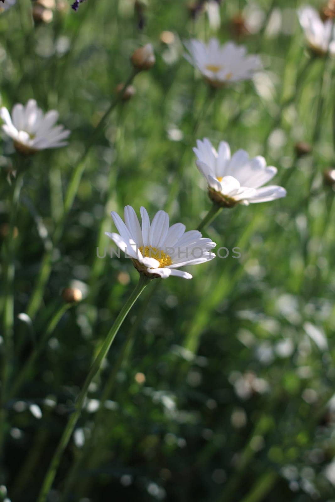 Field of daisy flowers