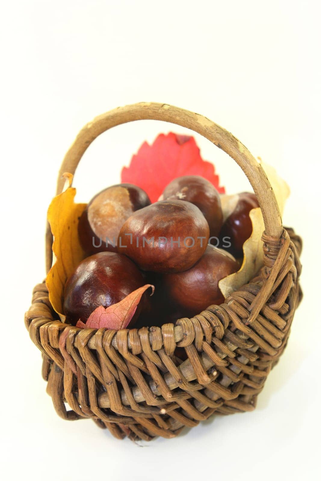 freshly collected chestnuts against a white background