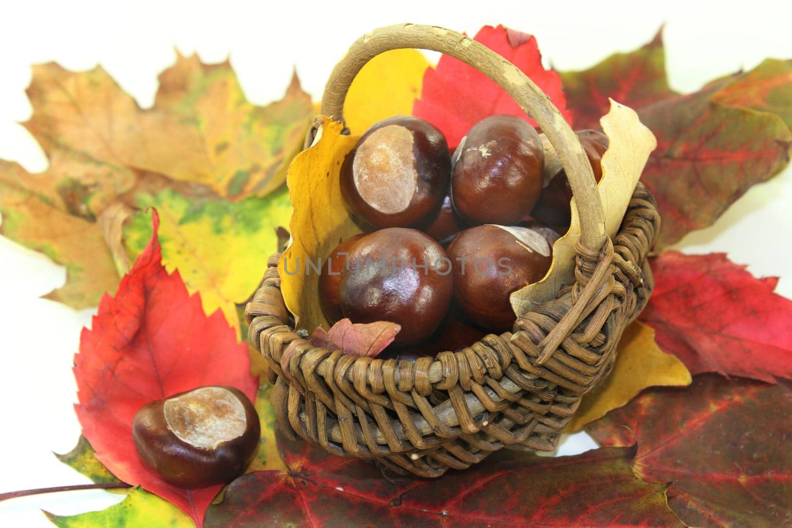 freshly collected chestnuts against a white background