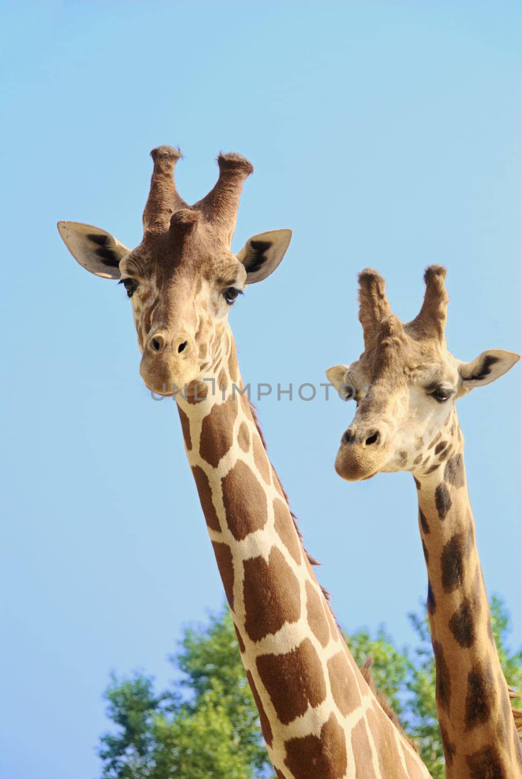 Giraffe couple iwith blue sky and trees