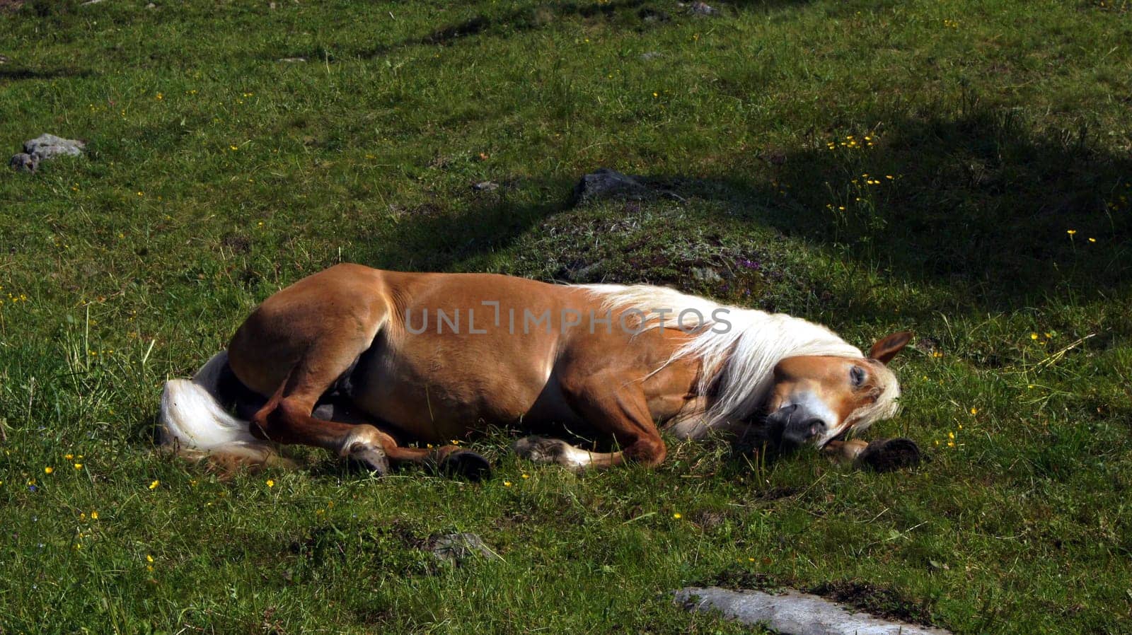 Haflinger,South Tyrol