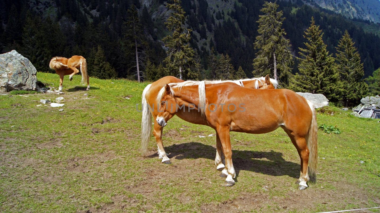 Haflinger,South Tyrol