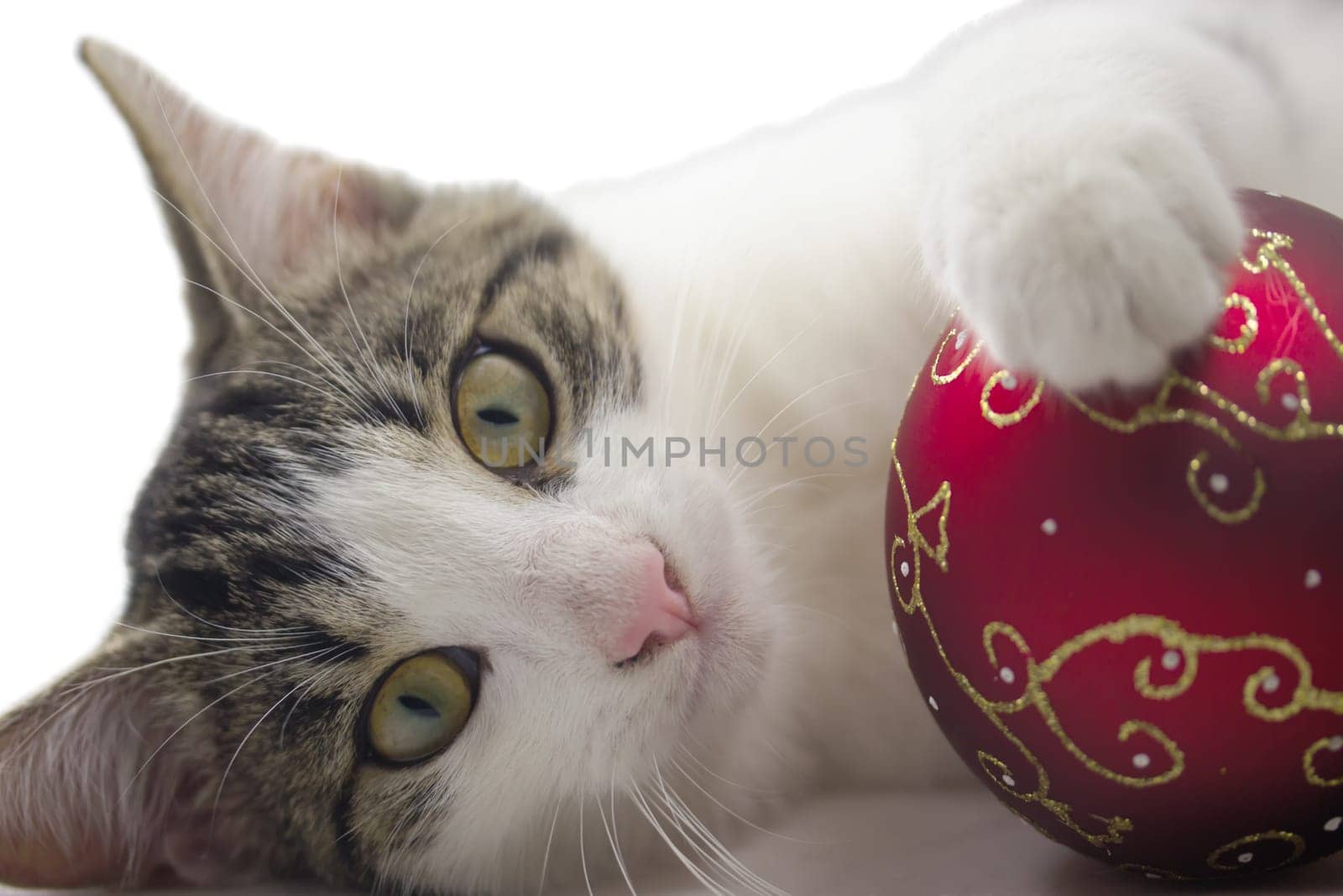 Black and white kitten is playing with a red christmas ball. Isolated.
