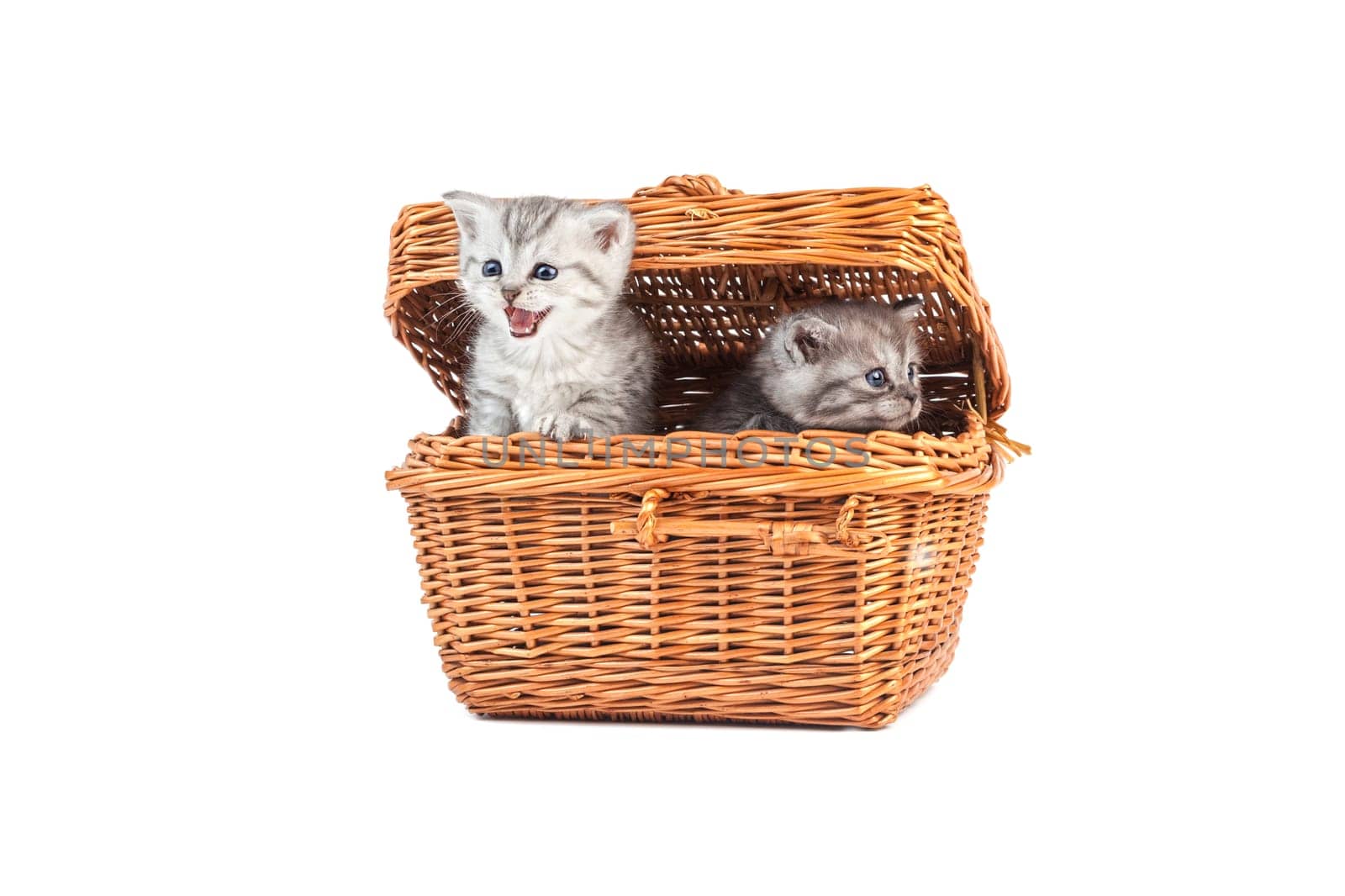 young kittens