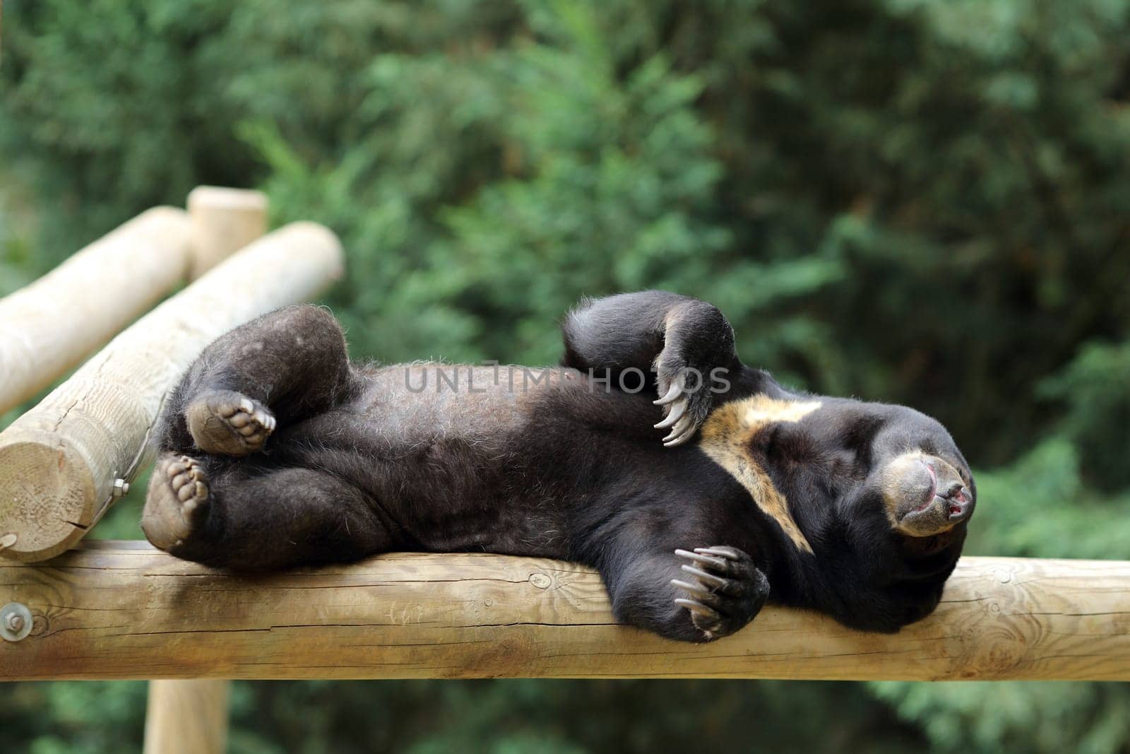 Details of a sleeping sun bear in captivity.