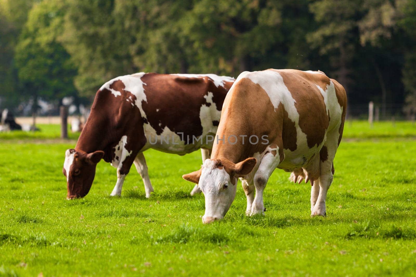Cows on meadow.Grazing calves