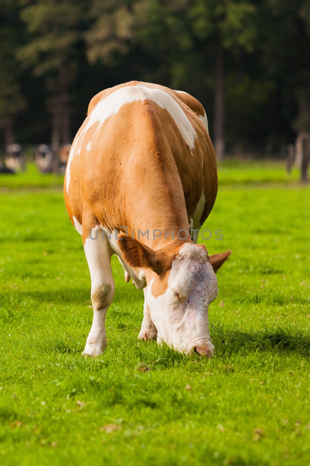 Cows on meadow.Grazing calves