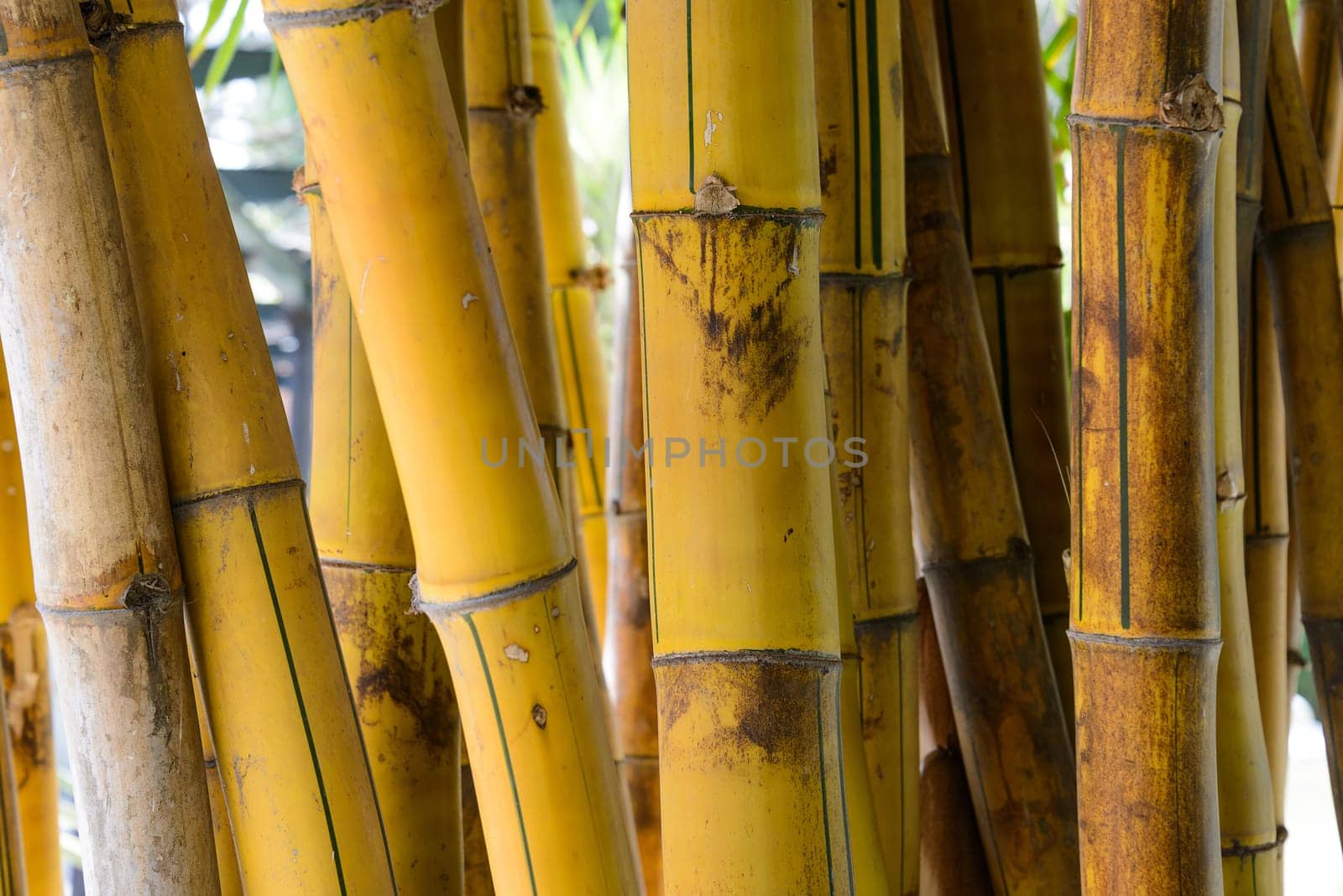 Bamboo stalks closeup
