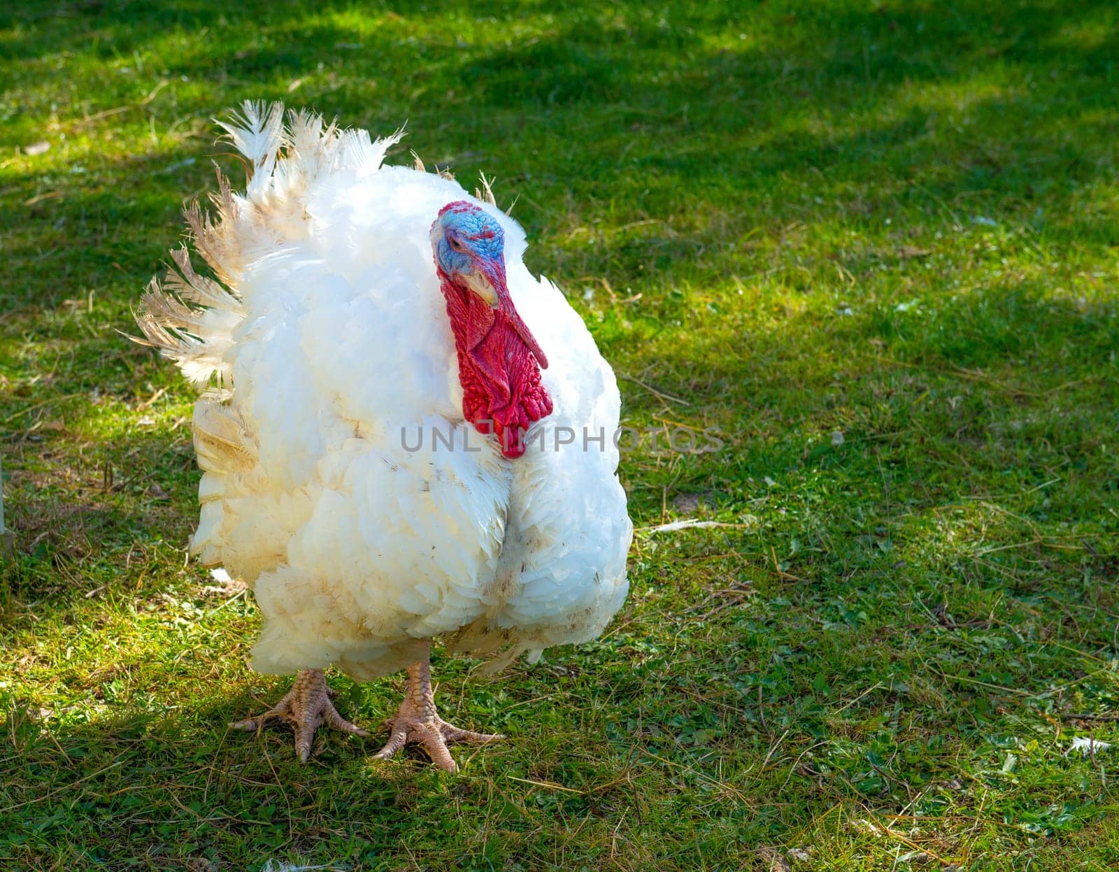 White Turkey