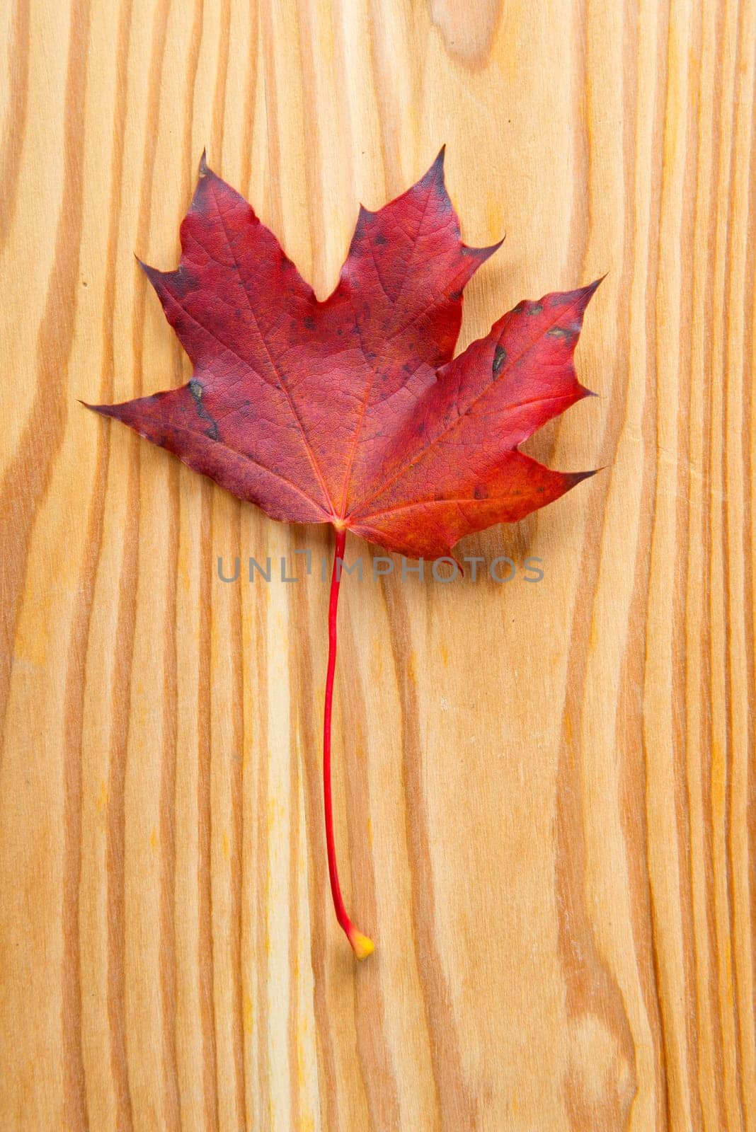 Maple Leaf on Wooden Ground