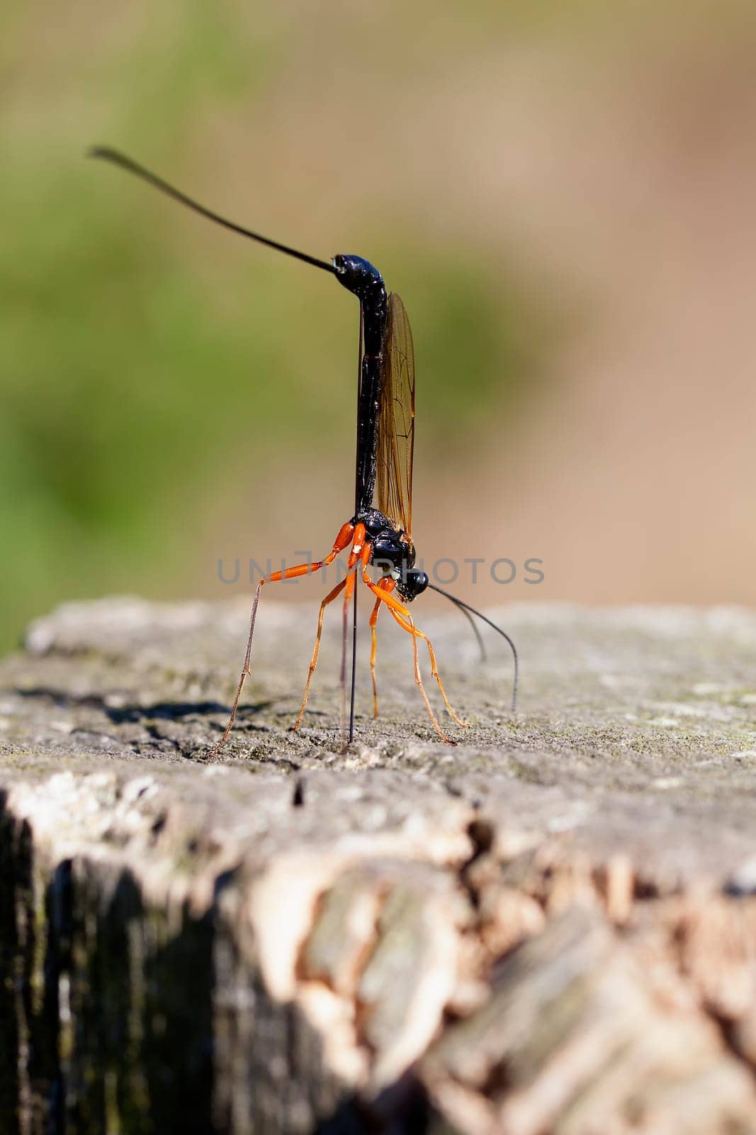 Female wood wasp laying eggs - macro image