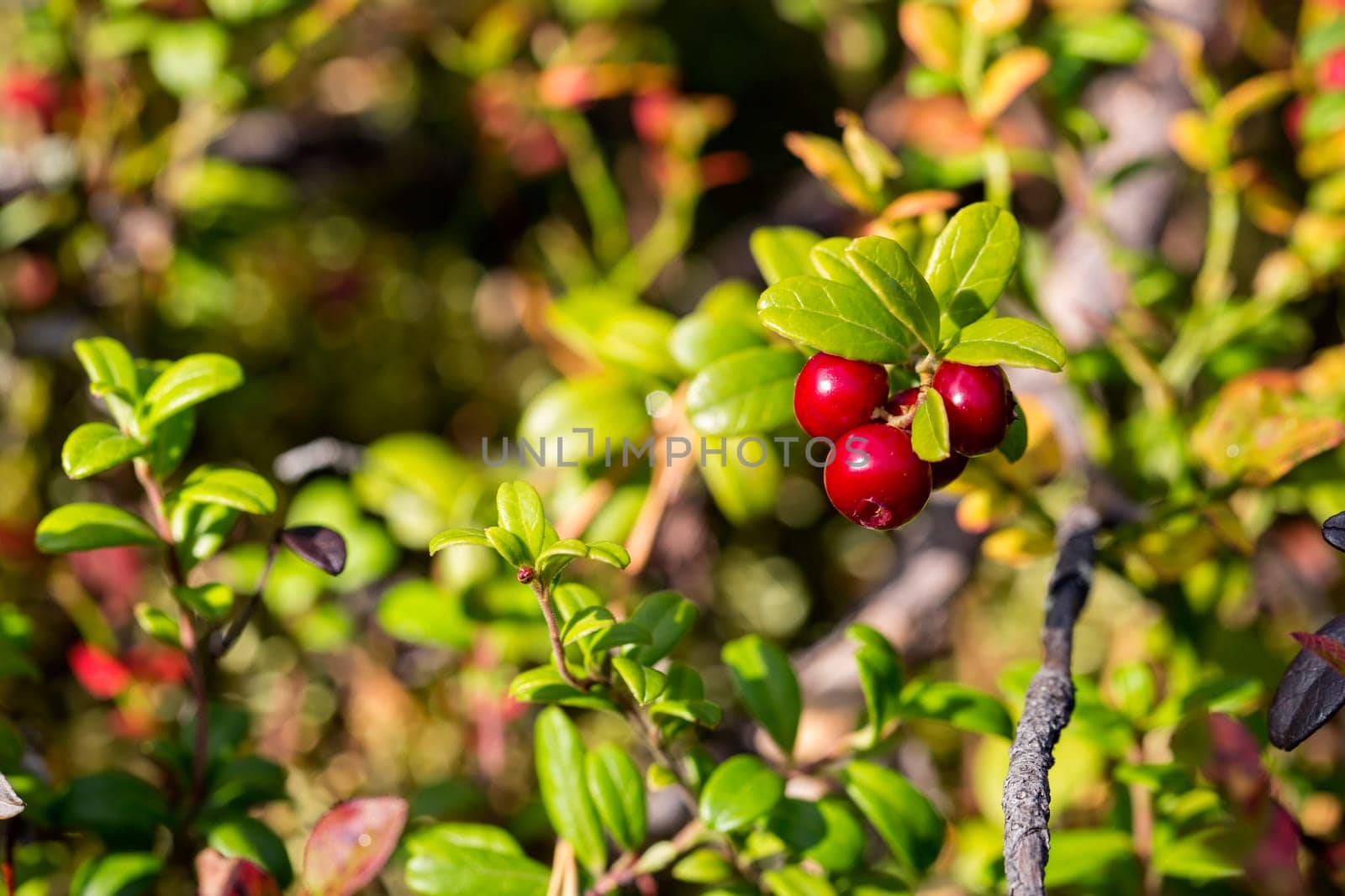 Cowberries on bush branch are ripe and tasty