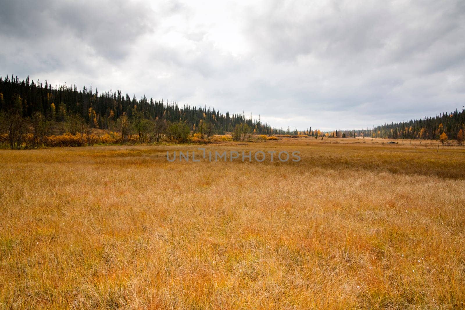Wide yellow grass field between forest and mountains