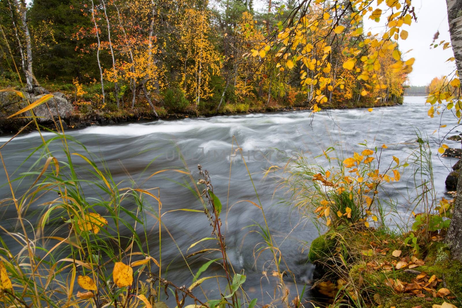 Fast flowing river and autum forest at background