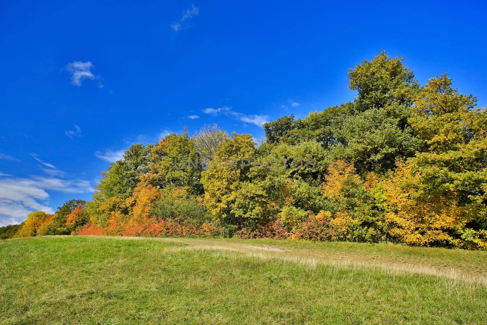 Landscape in autumn,meadow with forest in wonderful weather