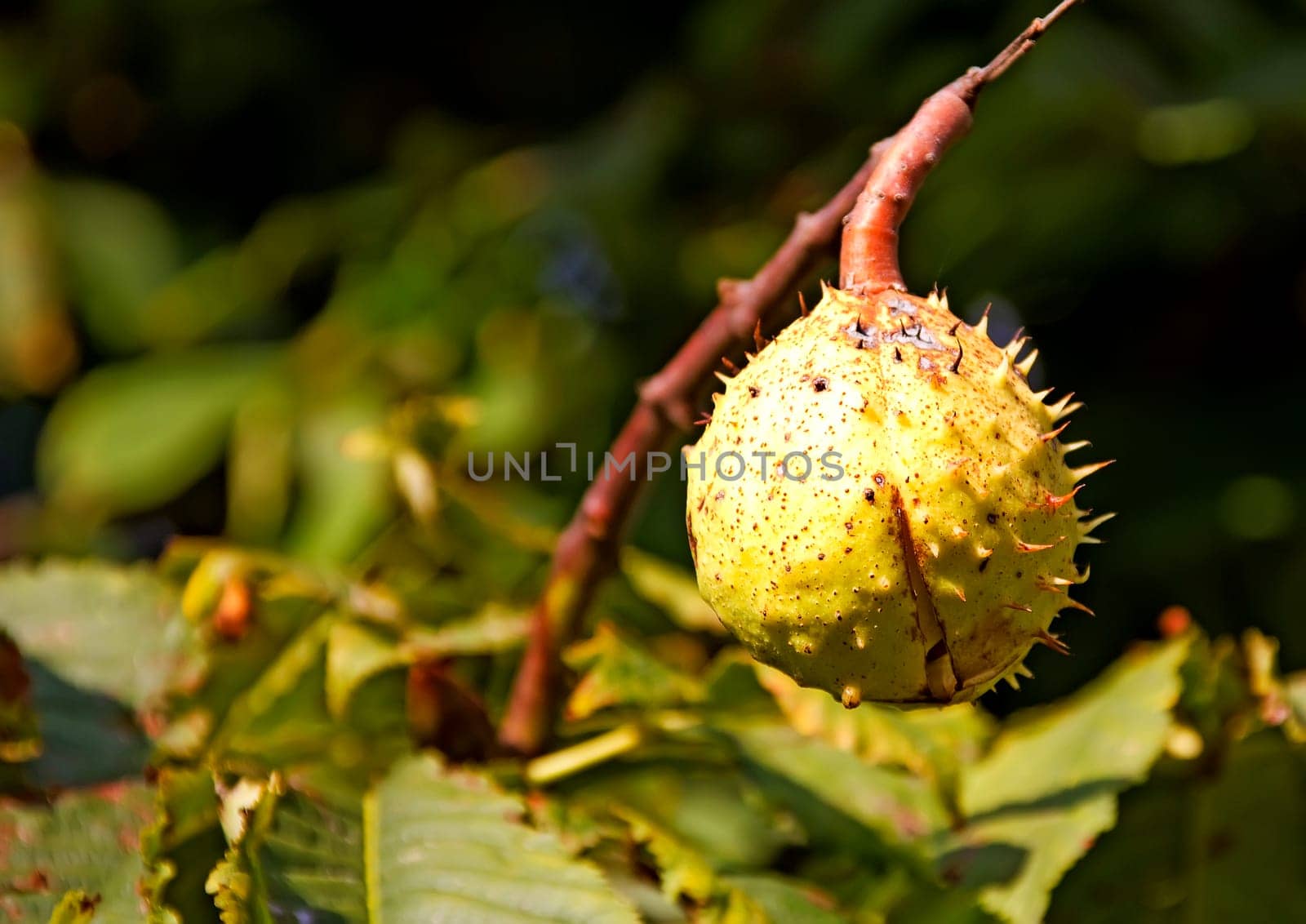 Ripe chestnuts in autumn