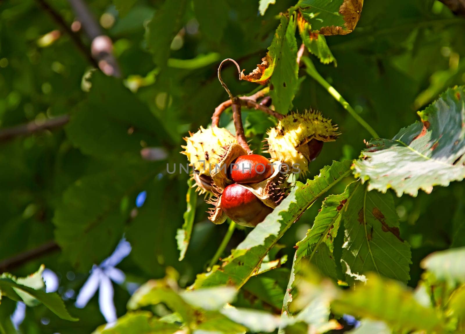 Ripe chestnuts in autumn