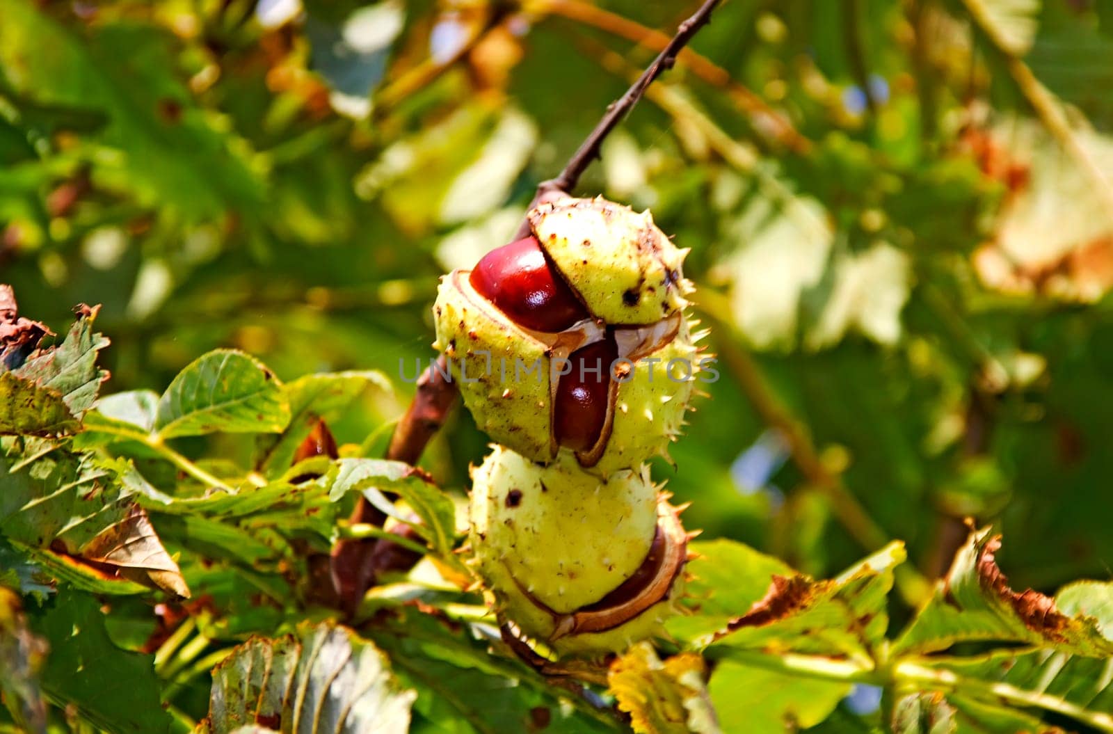Ripe chestnuts in autumn