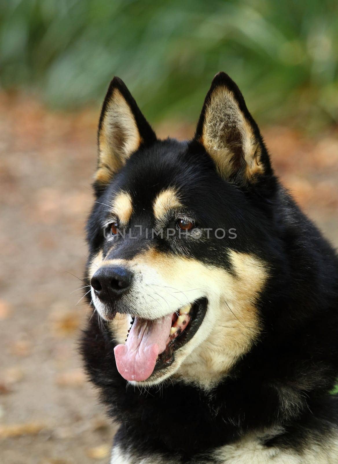 Sheepdog