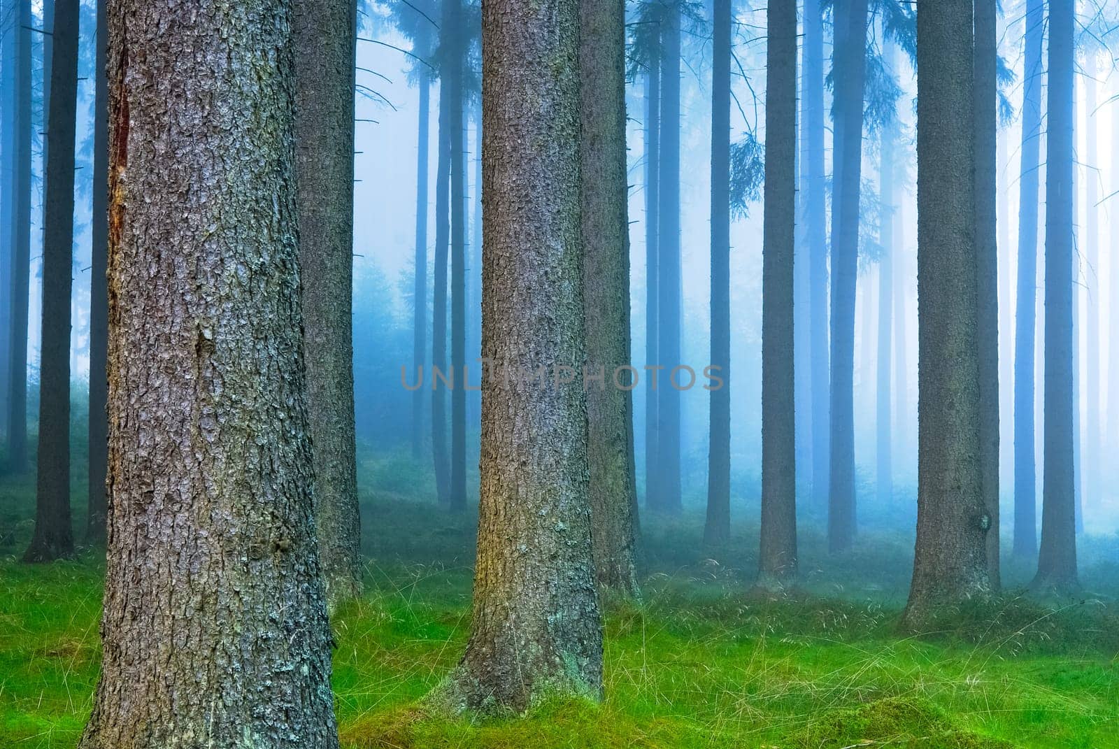 Forest in the fog