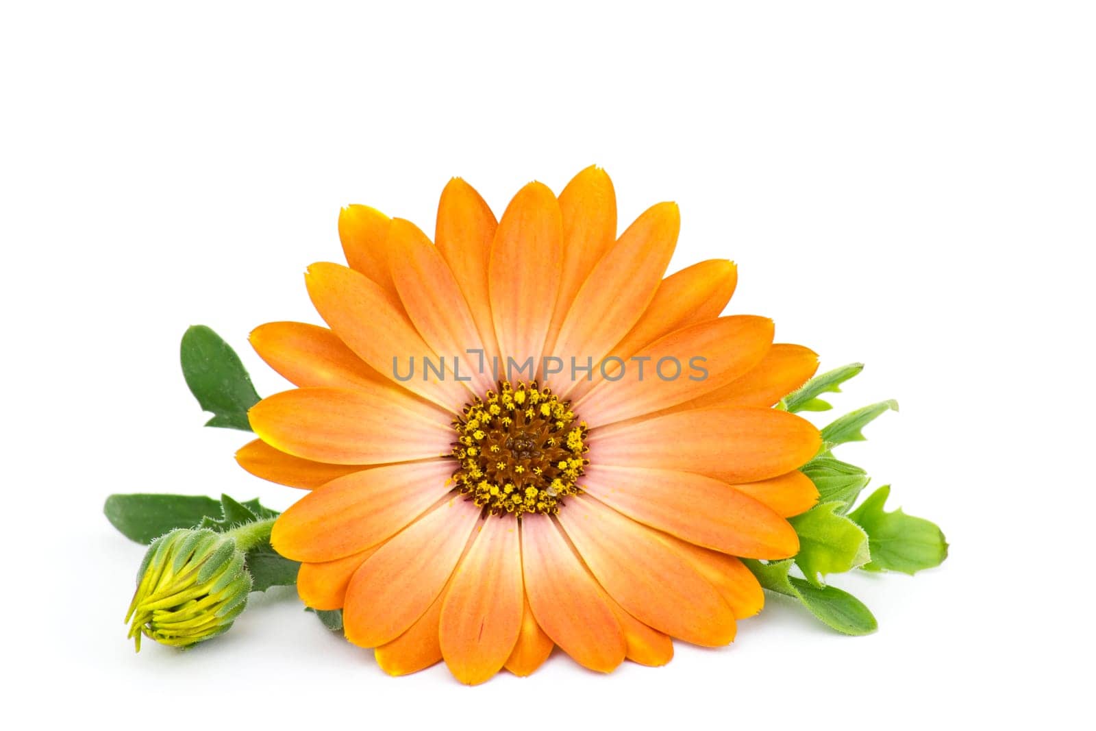 calendula flower isolated on white