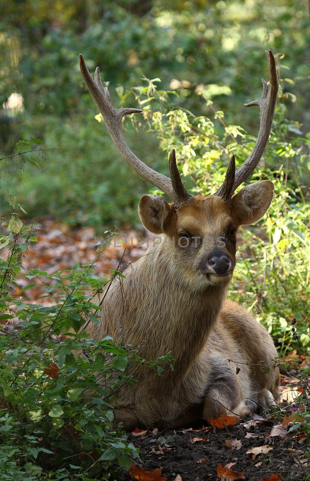Jagged deer