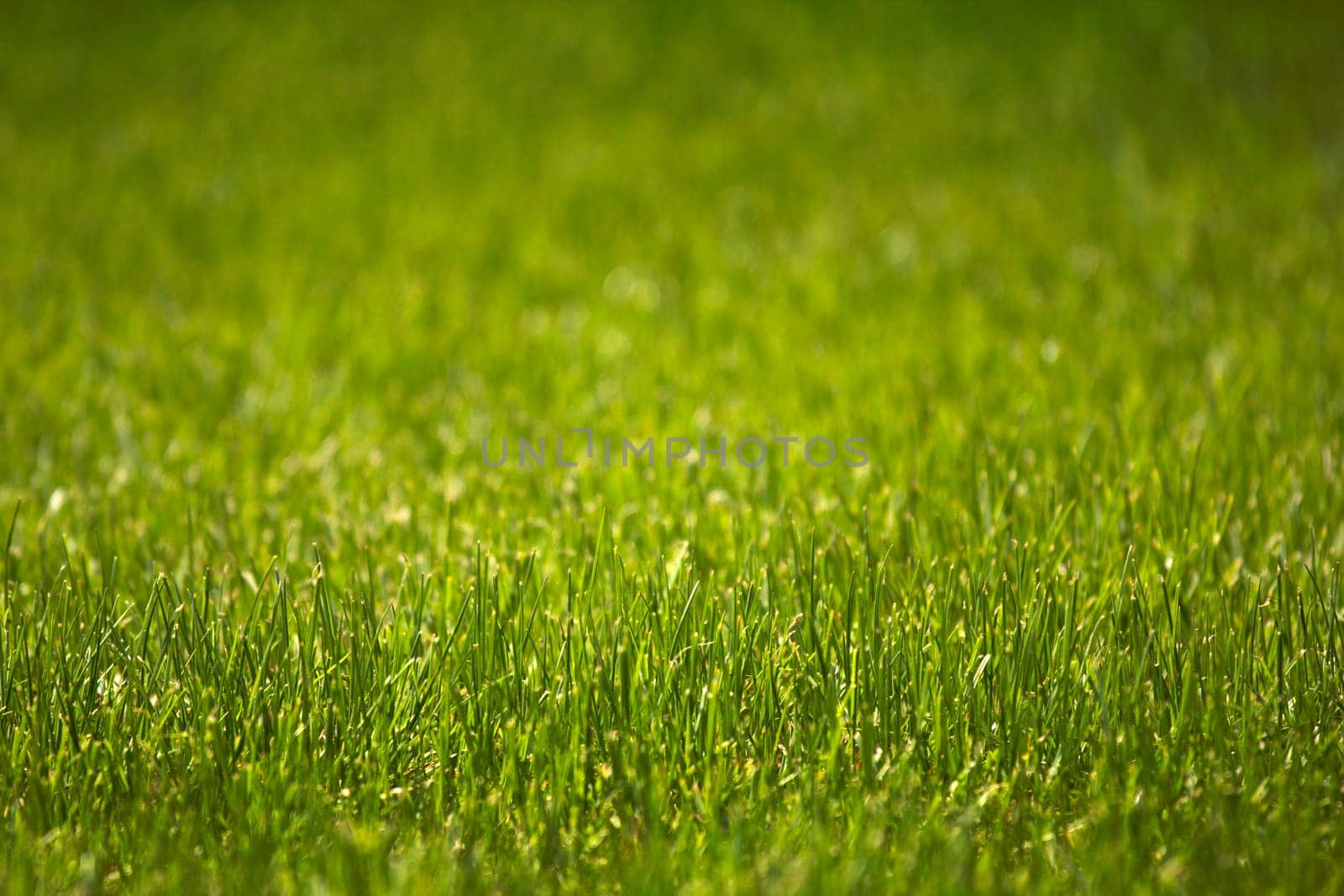 green fresh meadow without weeds as a close-up