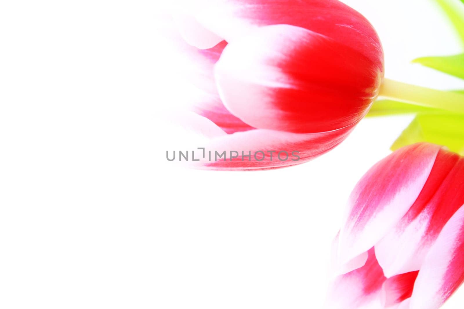 Tulips and grass