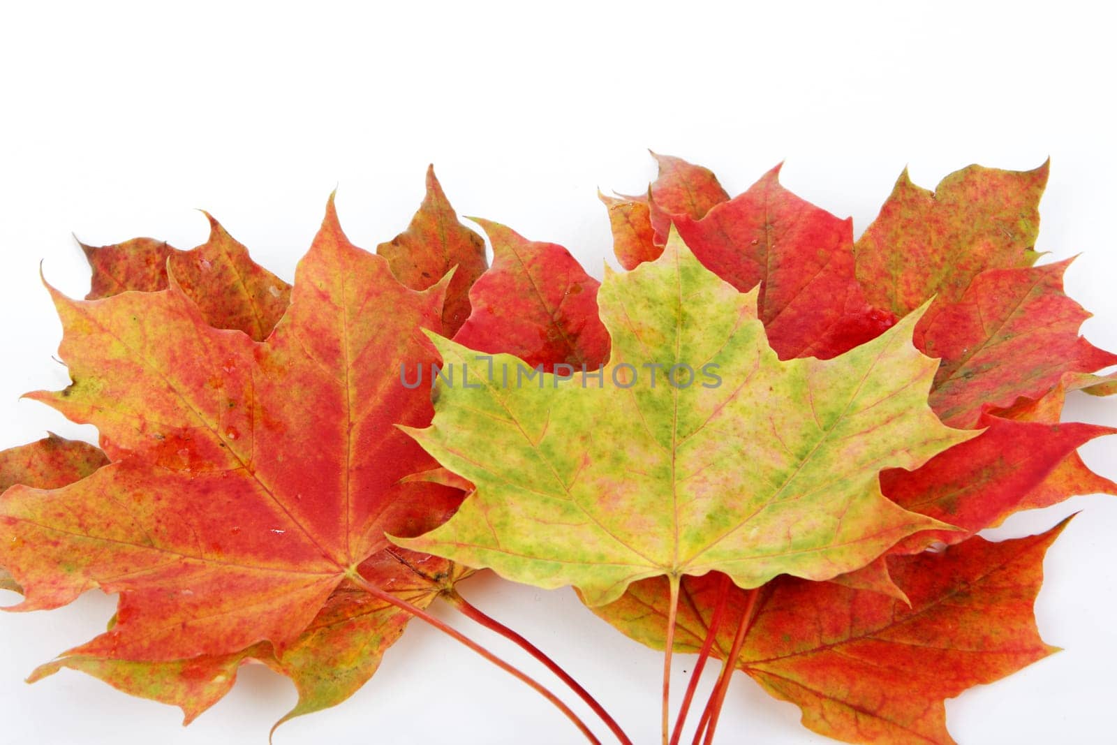 colorful leaves autumnal
