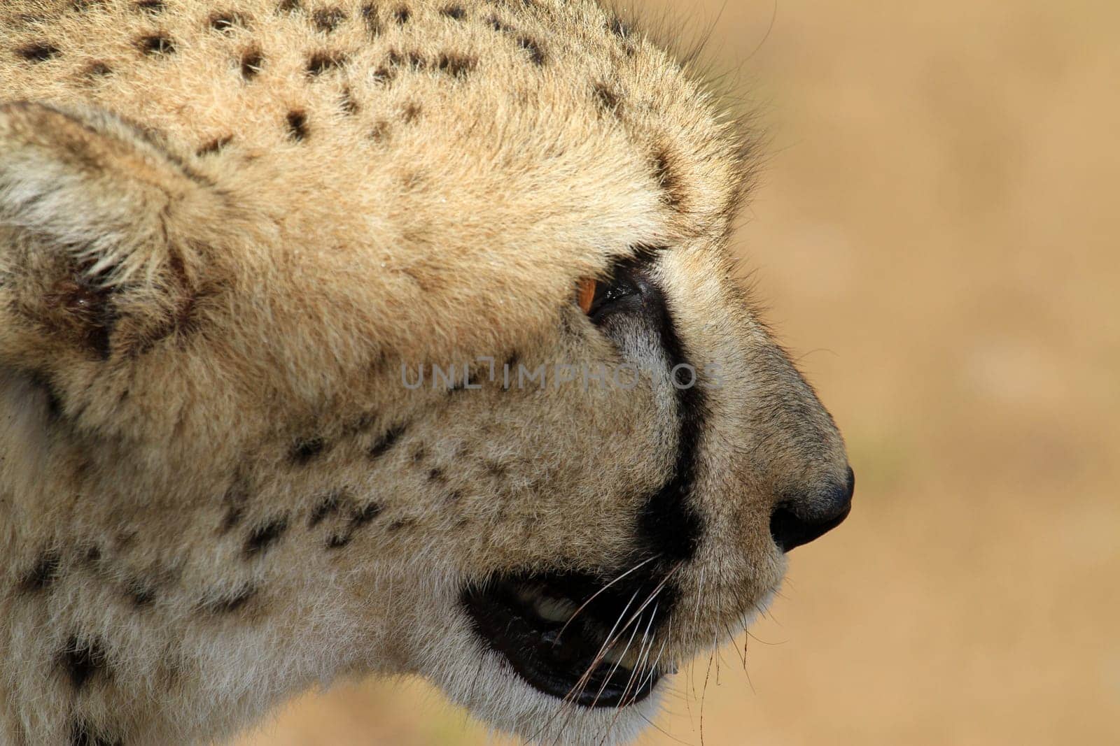 Cheetah