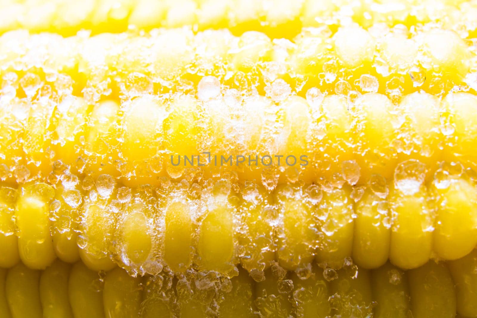 Sweet corn out of the refrigerator.