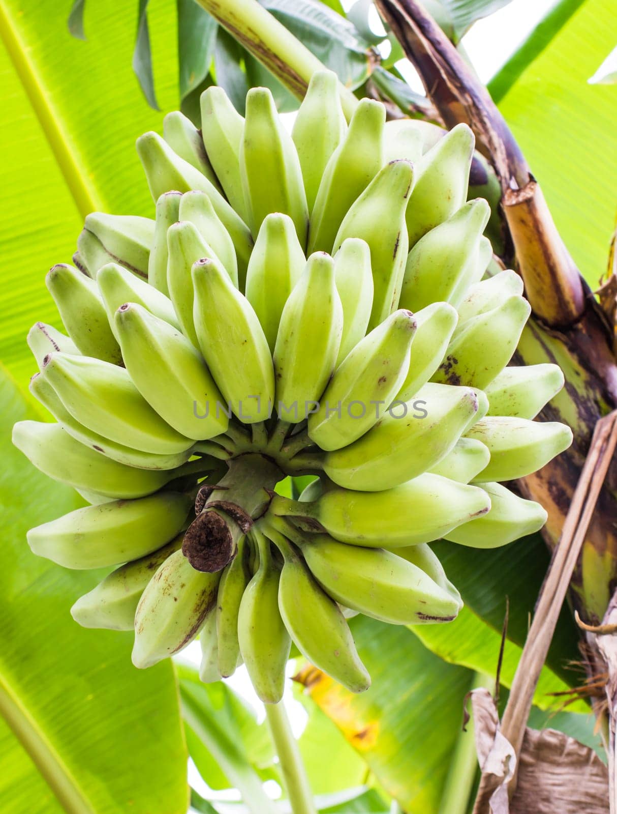 Silver Bluggoe, (Musa sapientum Linn or Musa (ABB group) "Kluai Hak Mulk"" name Thailand on banana tree"