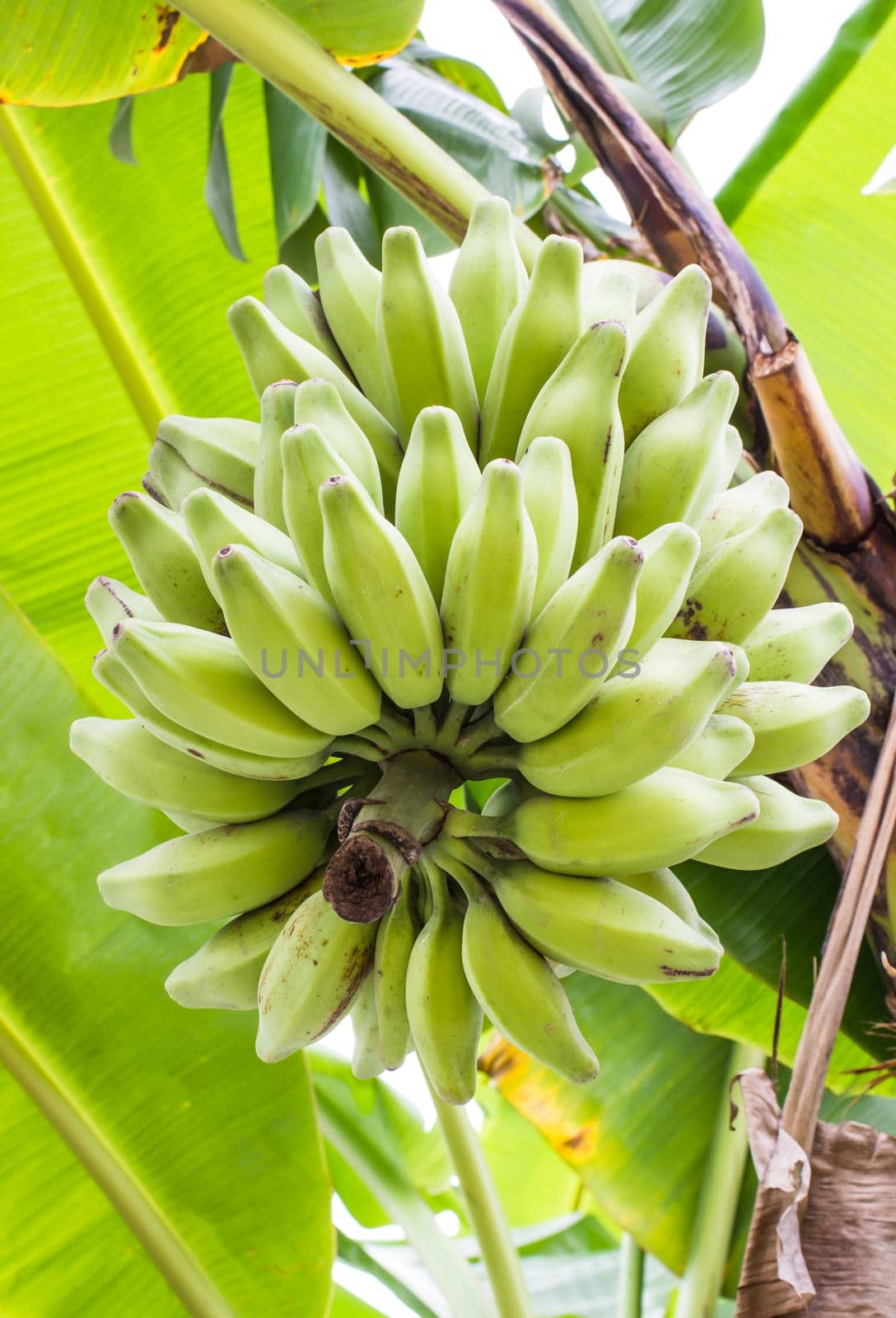 Silver Bluggoe, (Musa sapientum Linn or Musa (ABB group) "Kluai Hak Mulk"" name Thailand on banana tree"