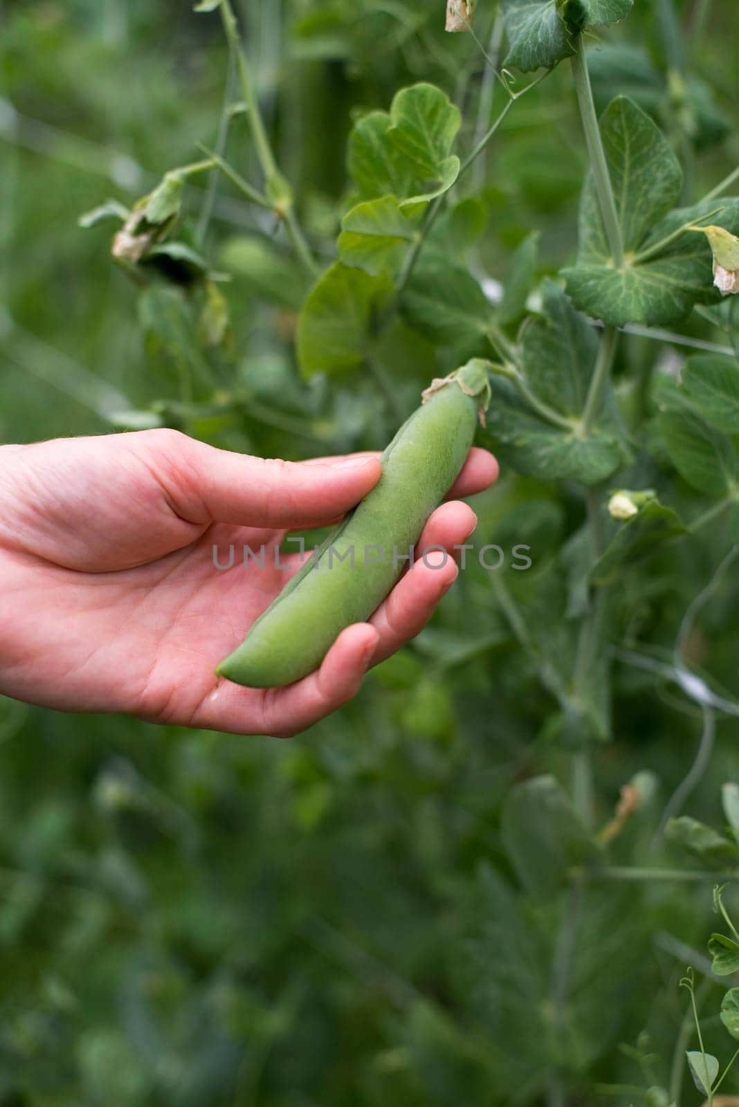 Picking green sprout beans on a garden close up