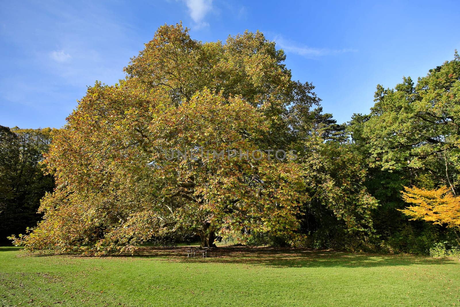 Maple tree in autumn,magnificent tree in autumn colours