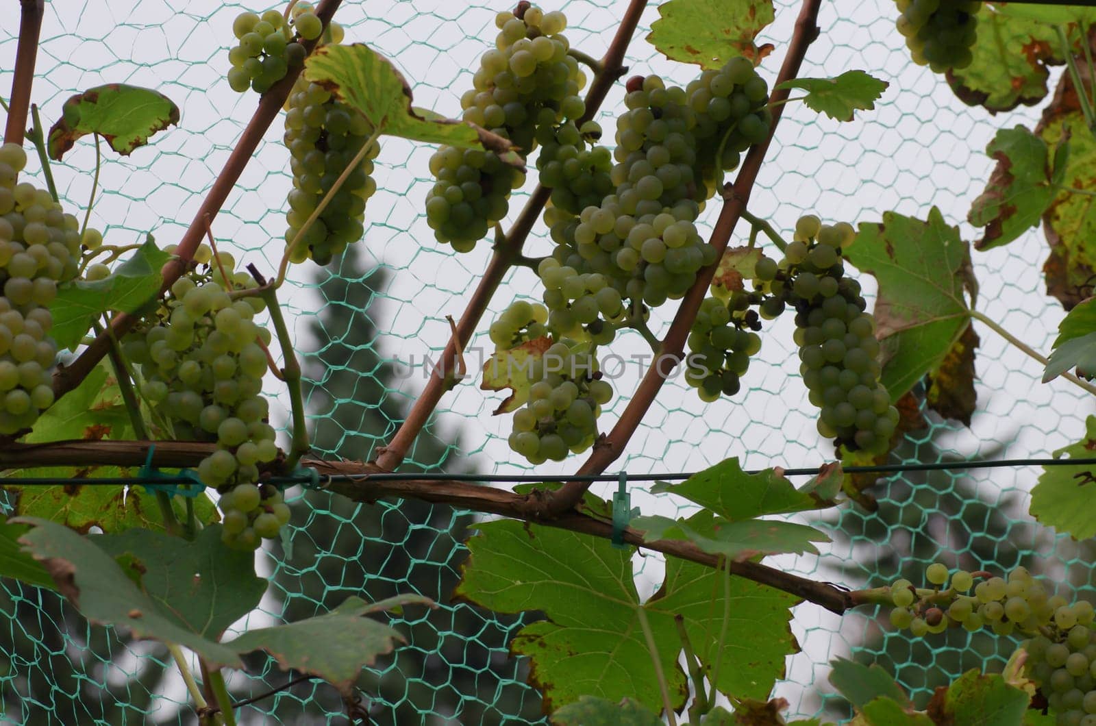 Ripe grapes for wine production