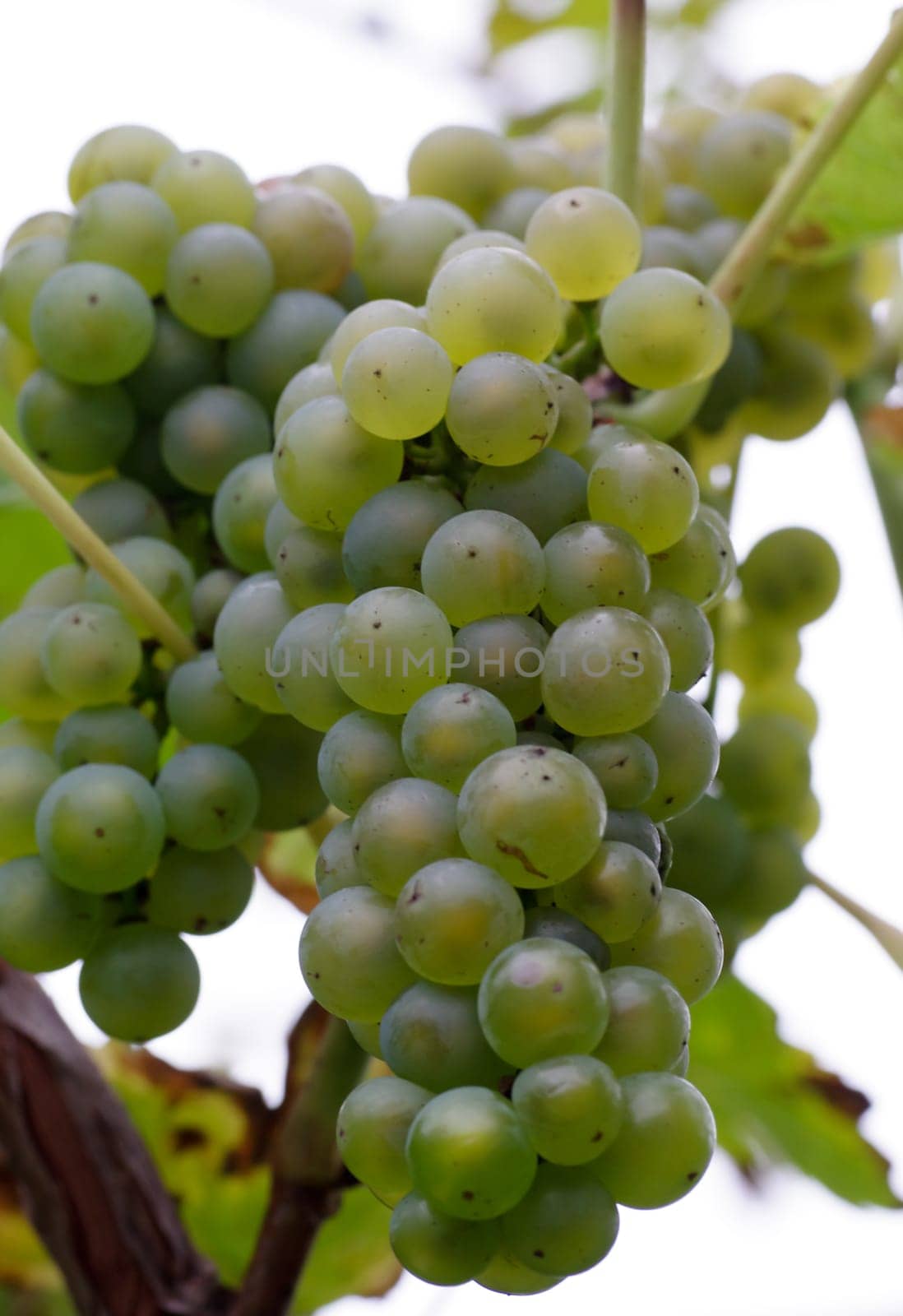 Ripe grapes for wine production