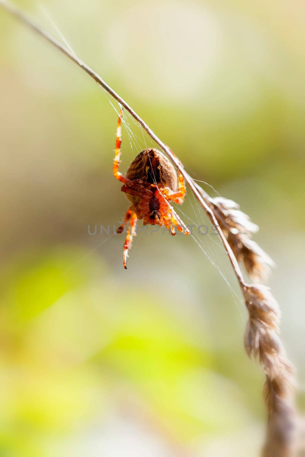 Garden spider - Araneus diadematus in a macro image