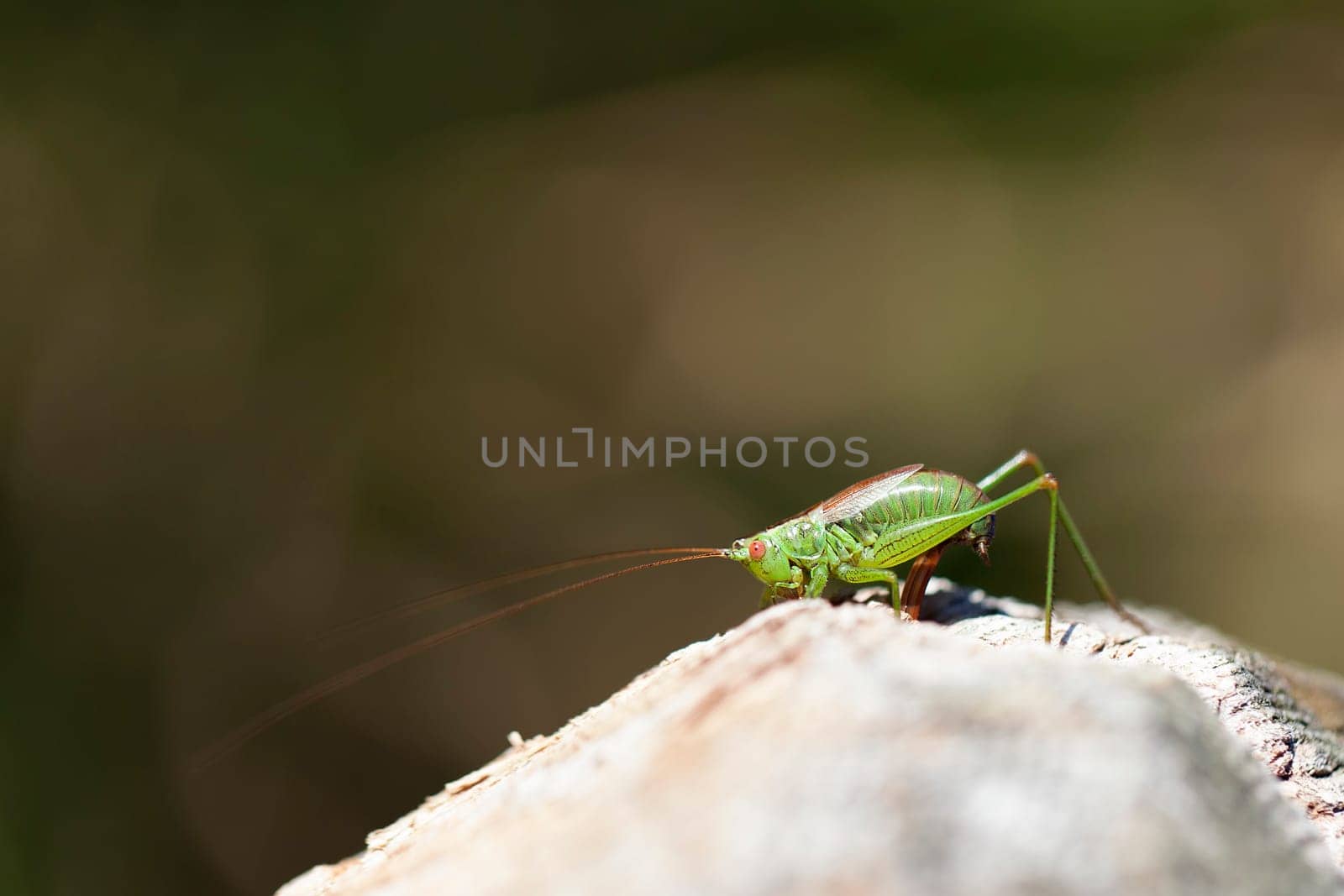 Spotted tender insect during oviposition - macro image