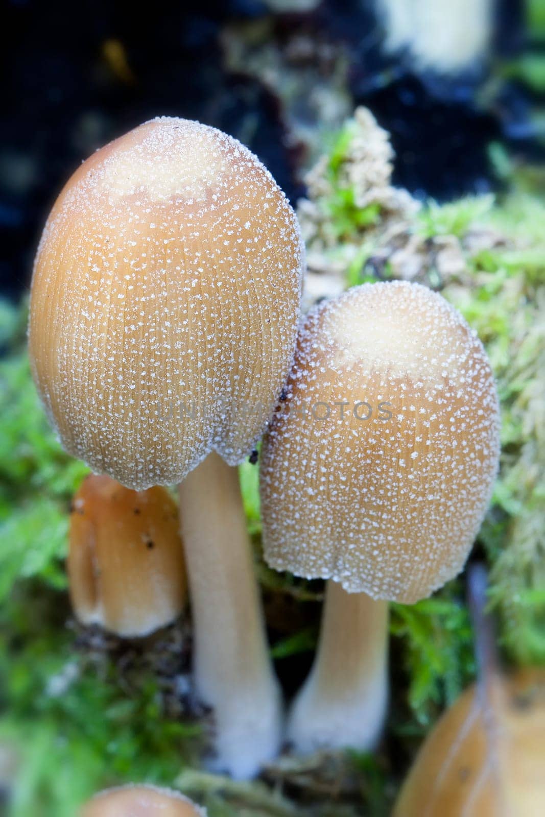 Two mica tintlings - Coprinus micaceus photographed on moss - macro image