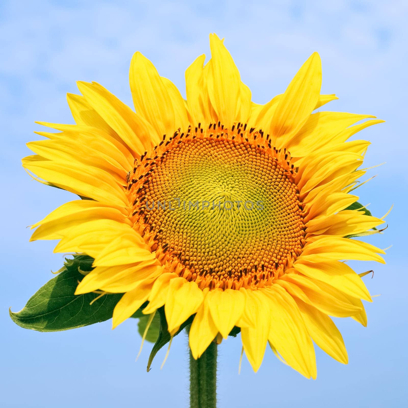 Great Sunflower