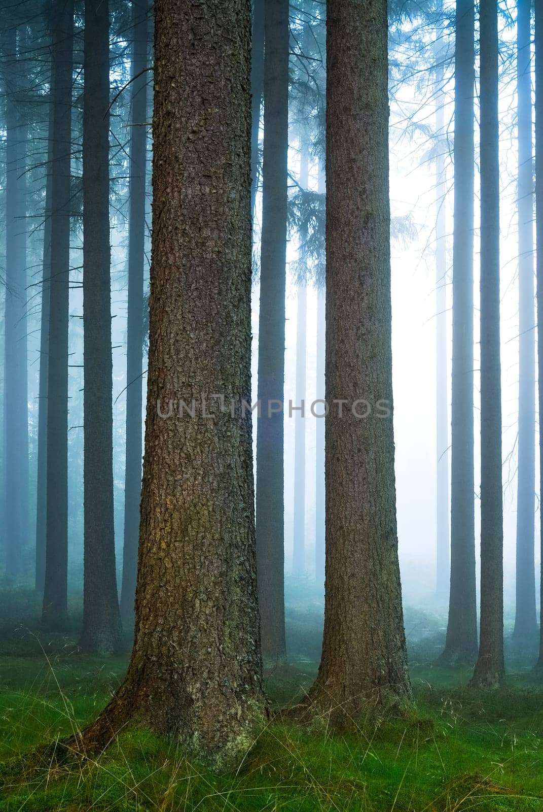 Forest in the fog