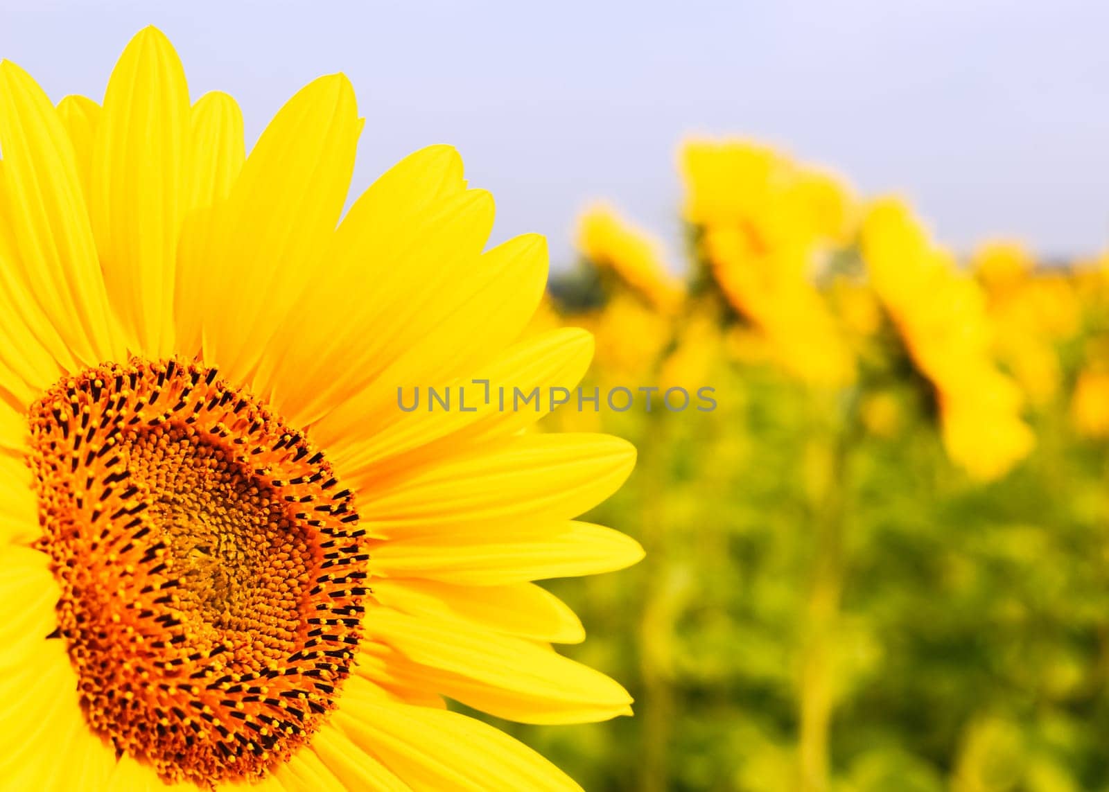 Sunflower in the field