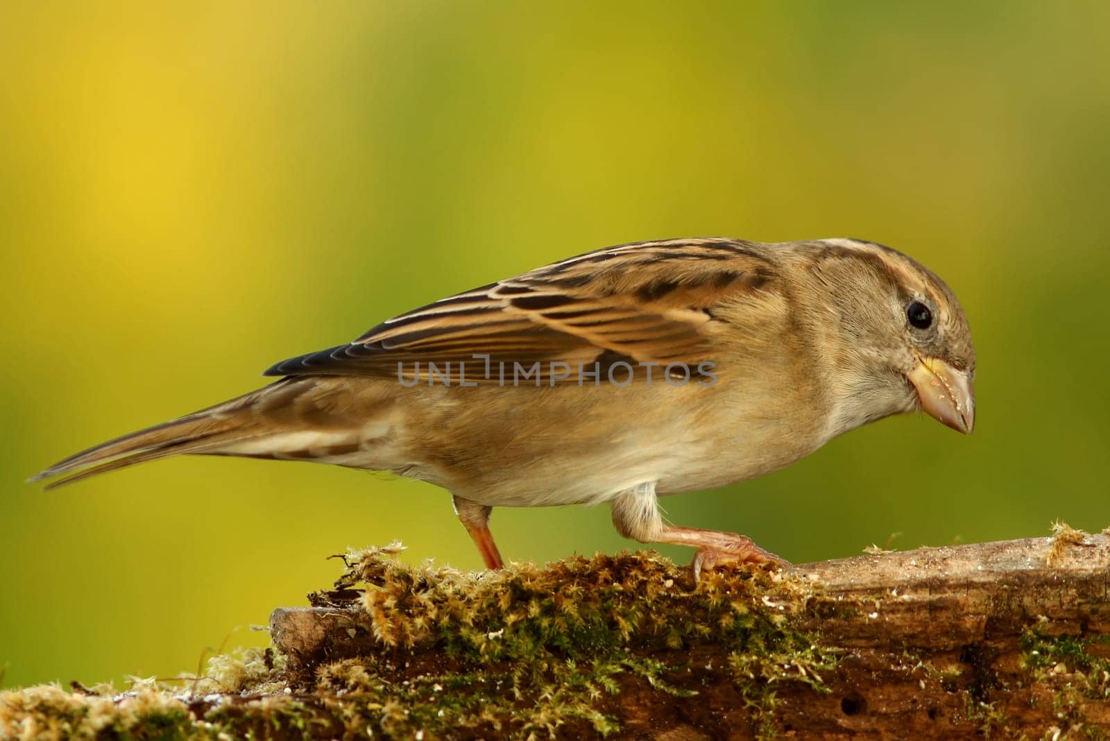 Sparrow